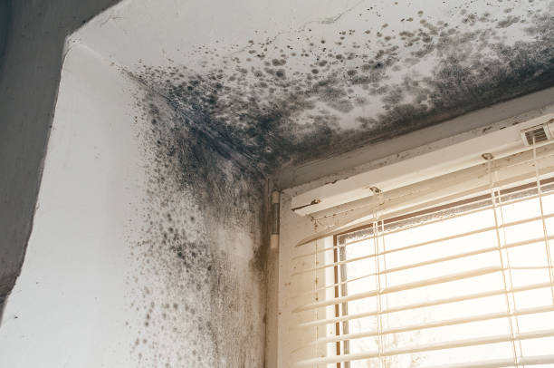 Affordable Hvac And Air Duct Mold Remediation solutions in Melfa, VA